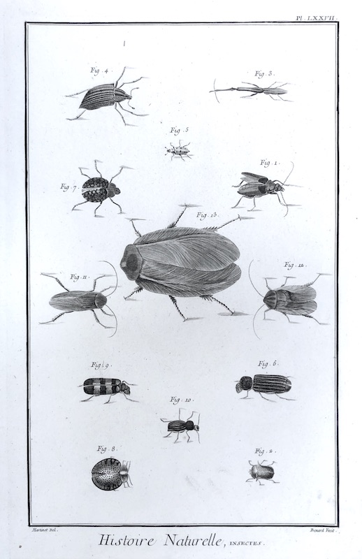 Insectos - Histoire Naturelle, Insectes - Pl. LXXVII